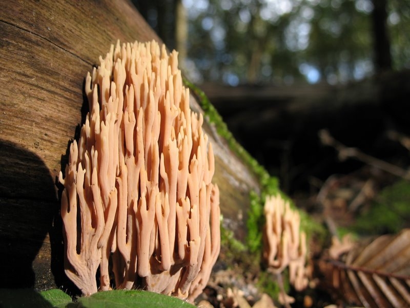 Ramaria stricta